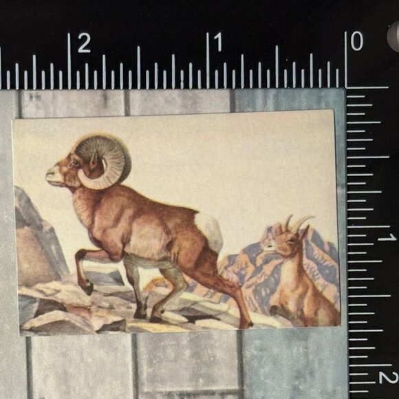 ๐10/$10๐ Classic Hoofed Beasts Reusable Washi Sticker Decal - Picture 1 of 1